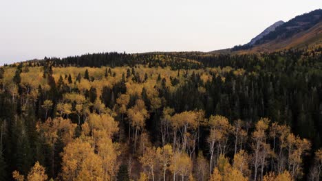 a dolly out aerial drone shot of a yellow golden aspen forest with green pine trees scattered around on a fall day on the alpine loop in american fork, utah