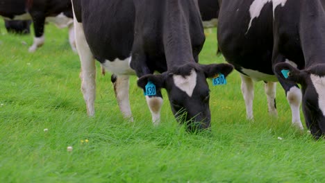 Close-up-of-Holstein-cows-heads-eating-green-grass,-Black-and-White