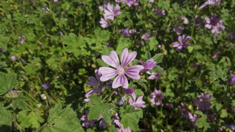 La-Brillante-Flor-Malva-púrpura-Malva-Sylvestris-De-La-Familia-Malvaceae