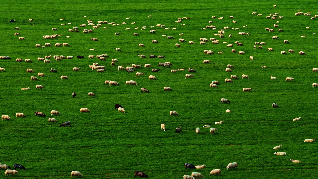 Pastoral scene of a huge sheep flock grazing in bright green farmland
