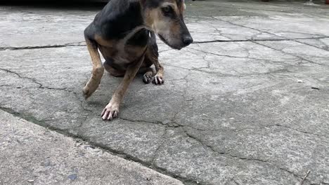 Close-up-shot-of-a-small-black-wild-dog-sitting-and-resting-on-a-cemented-pavement-on-a-cloudy-day