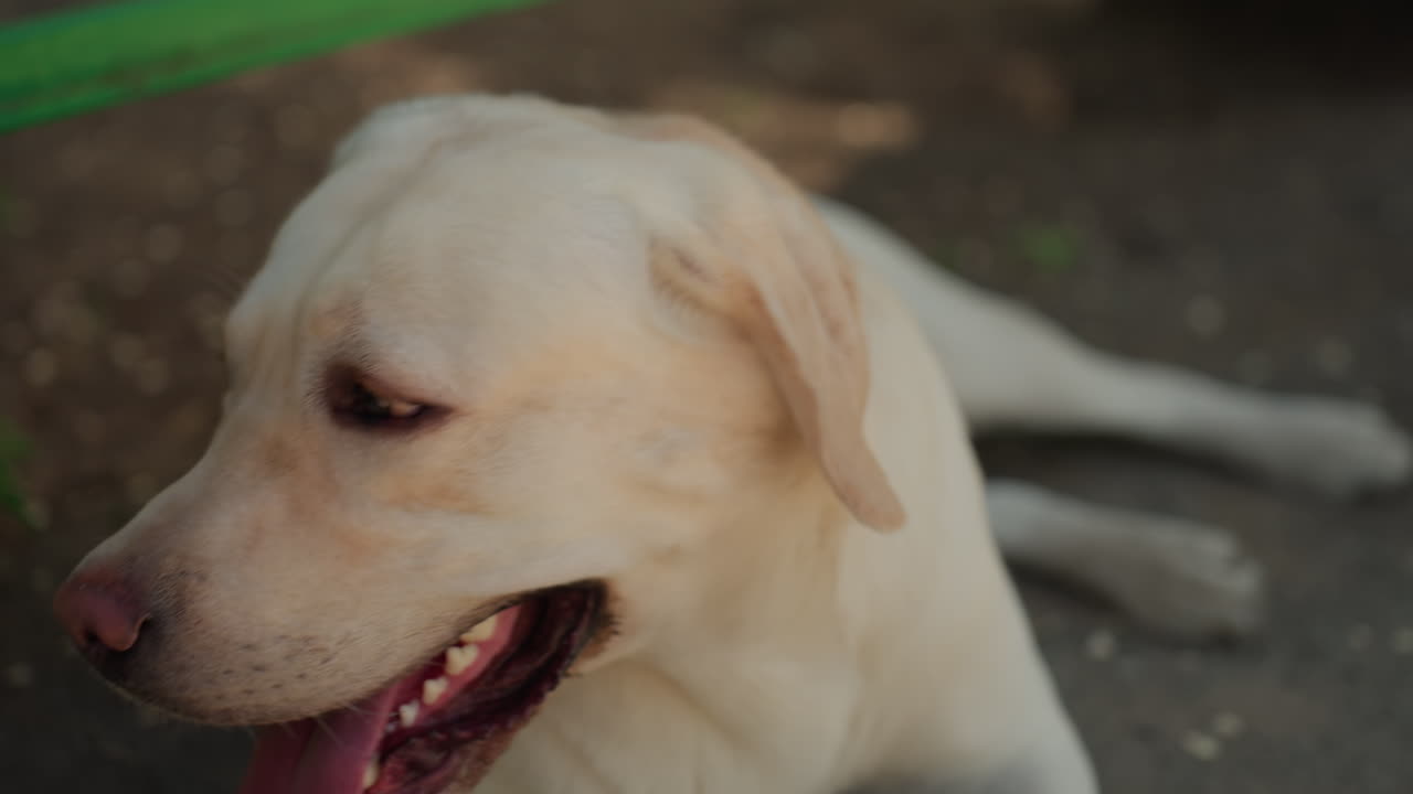 햇빛 아래에서 혀를 내밀고 있는 쾌활한 래브라도, 따뜻한 햇빛을 쬐며 밝게 웃는 래브라도, 화창한 날씨에 혀를 내밀고 편안한 표정을 짓는 행복한 래브라도
