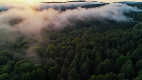 el amanecer sobre el bosque de montaña brumoso