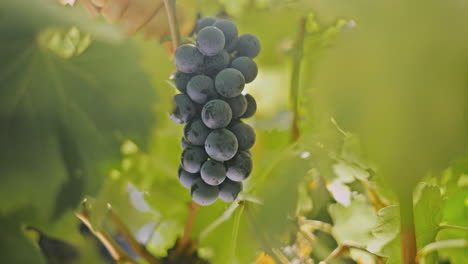 uvas en la vid