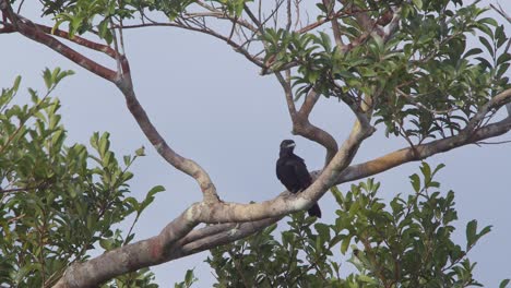 se ve un cuervo de frutas posado en la rama de un árbol mirando a su alrededor y luego vuela, tiro estático