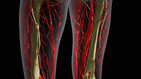 science anatomy of human blood vessels