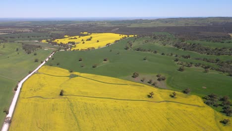 wide top down view pullback canola fields colors, rural environment, australia