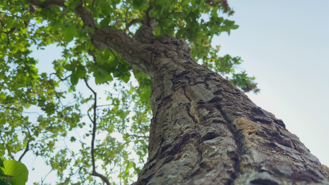 A low-angle shot of a tall tree trunk emphasizes its height and texture, focusing on the bark's details as the camera looks upward