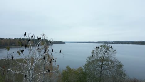 black cormorans flying out of the treetops over the lake drone shot from above