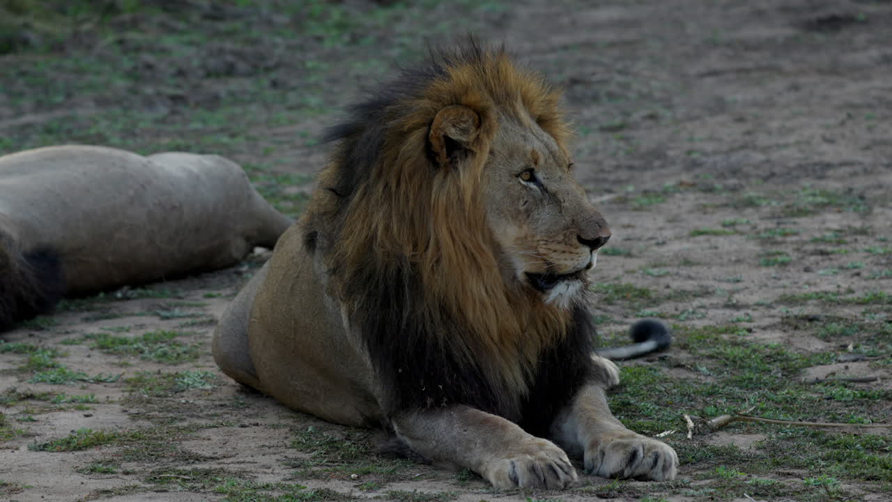 león descansando, sintiéndose somnoliento y mirando a su alrededor, después de la puesta de sol en el parque nacional kruger, en sudáfrica