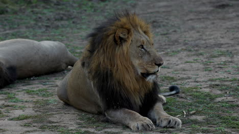 Lion-resting,-feeling-sleepy-and-looking-around,-after-sunset-in-the-Kruger-National-Park,-in-South-Africa