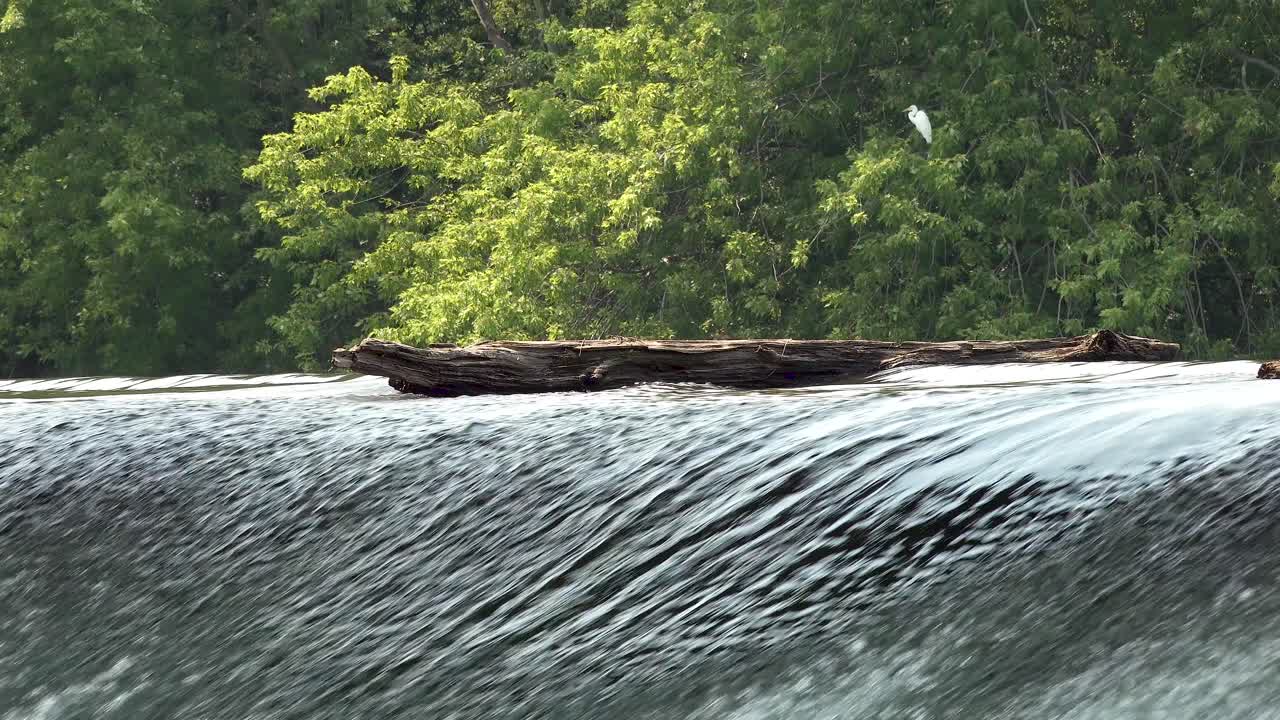 새 4k가 가까이 있는 타락한 통나무와 숲 배경 위에 빠르게 돌진하는 강