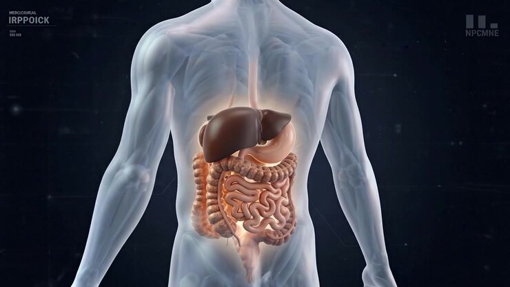 Human gastrointestinal system anatomy with illuminated intestine organs