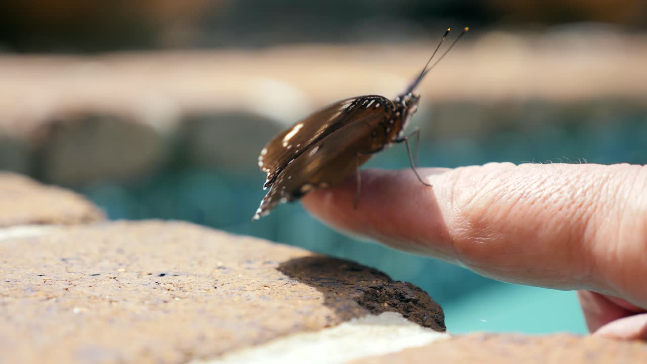 Artistic view of a delicate interaction with a colourful winged butterfly and persons hand