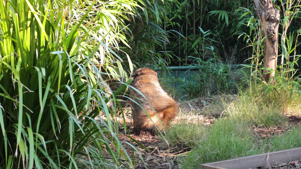 멜버른 동물원 의 풀 을 탐사 하는 야생 돼지