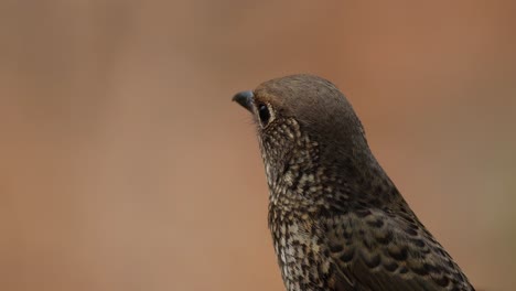 Facing-to-the-left-while-looking-around,-White-throated-Rock-Thrush-Monticola-gularis-Female,-Thailand