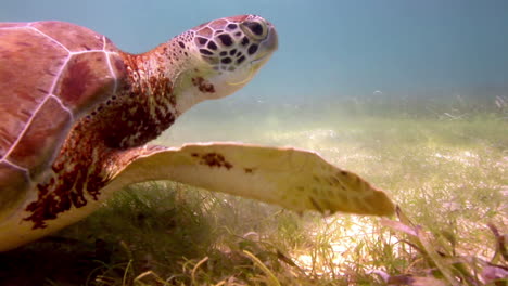 tortuga cabeza de león bajo el agua