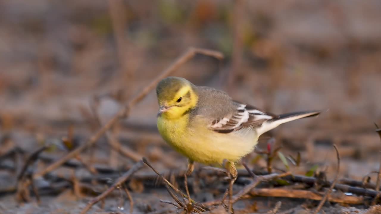 En fantastisk han Citronvipstjert viser sin levende gule fjerdragt, mens den leder efter små insekter langs en mosbevokset vådområdebred
