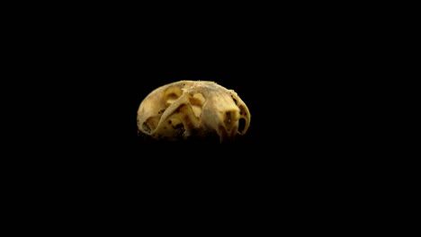 Rotating-shot-of-a-rodent-skull-against-a-black-background