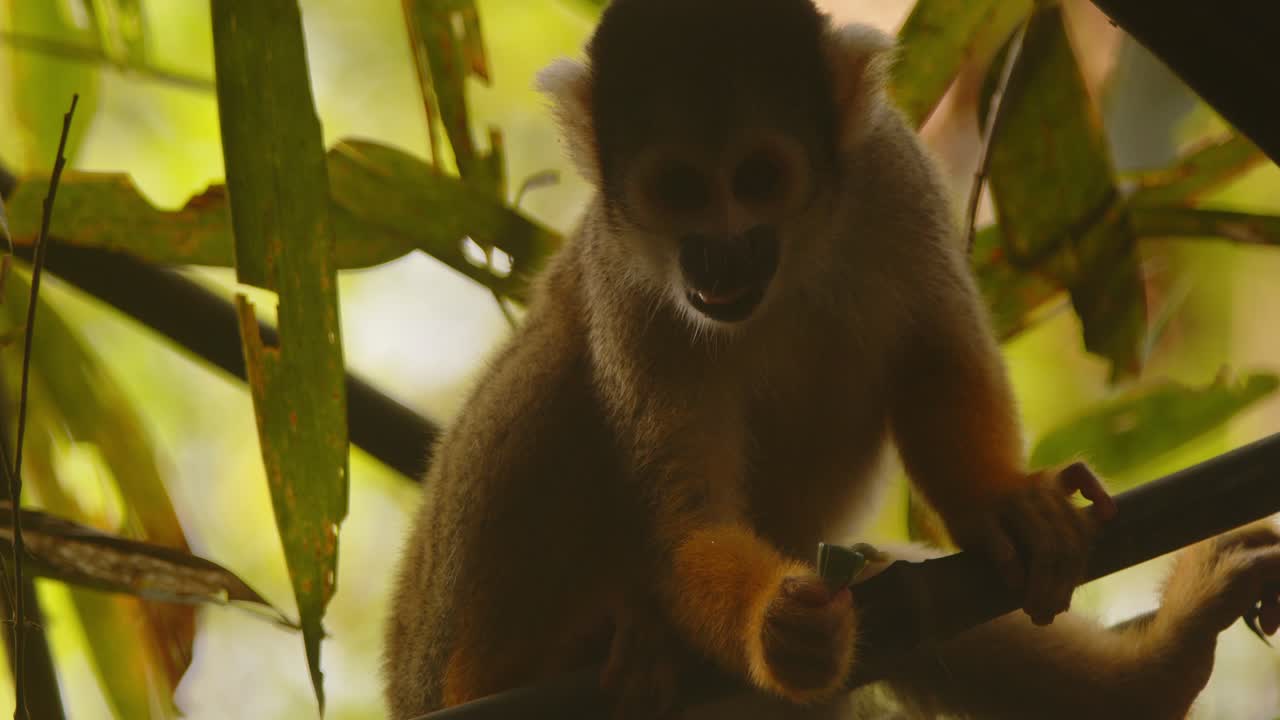 A black-capped squirrel monkey walks calmly on a tree branch chewing on food, its eyes scanning Peru’s lush rainforest.