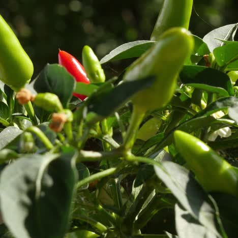 decorative ripe red and green pepper