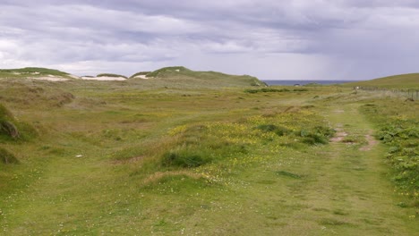 Static-shot-of-the-machair-grassland-and-its-flowers-near-Eoropie-beach-in-Ness