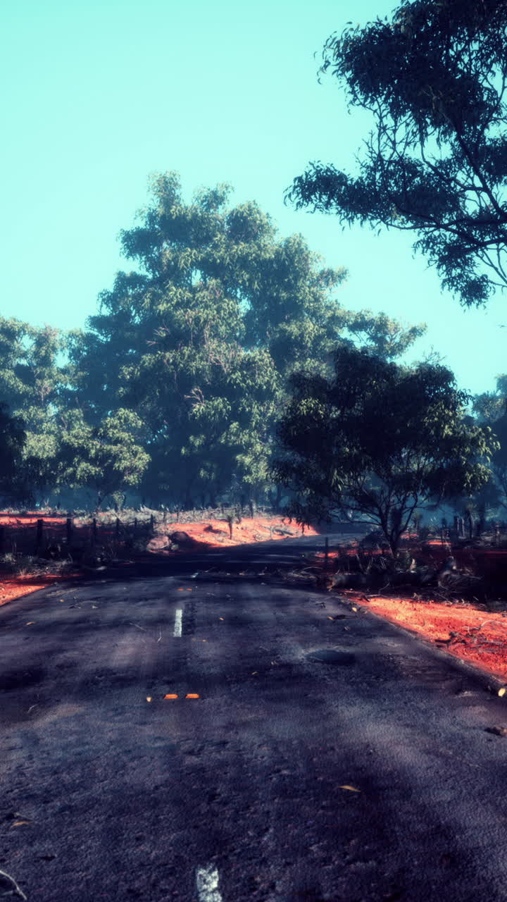 hermoso camino bordeado de árboles en el túnel de árboles