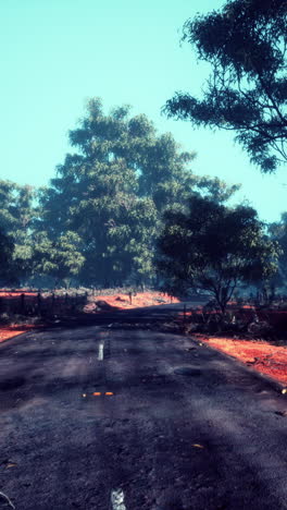 beautiful tree lined road in the tunnel of trees