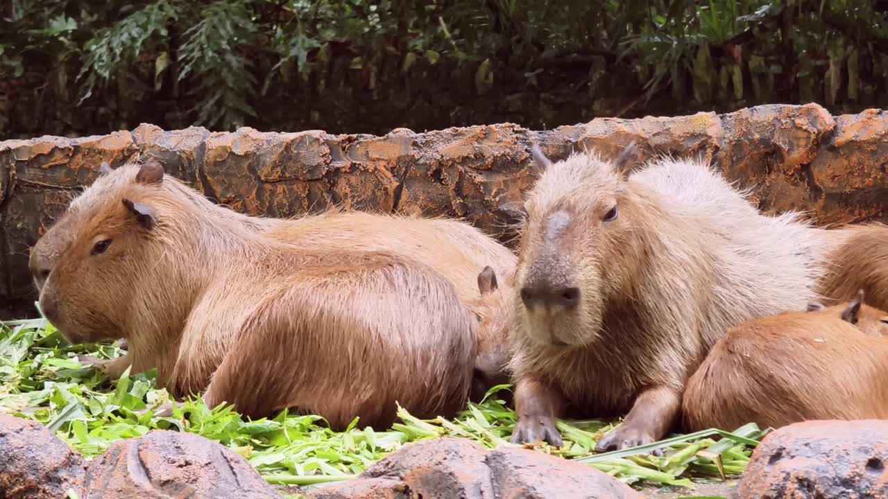 capíbaras en un zoológico