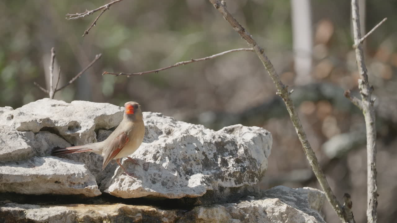 Female Northern Cardinal drinking from a stream and flying away - Cardinalis cardinalis