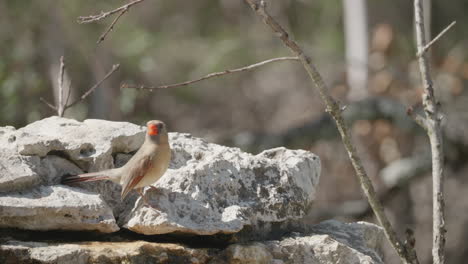 female northern cardinal drinking from a stream and flying away - cardinalis cardinalis
