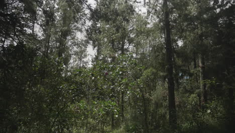 Kolumbianischer-Wald-Im-Departement-Antioquia