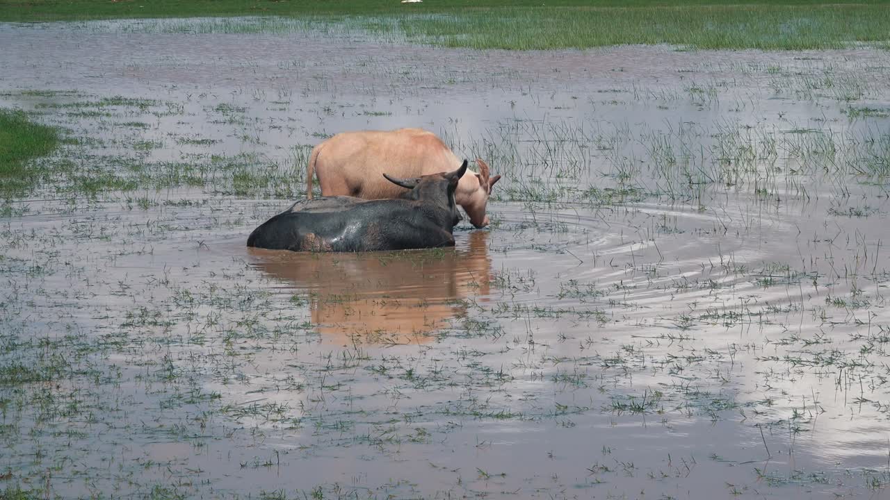dos búfalos de agua en un pozo de agua