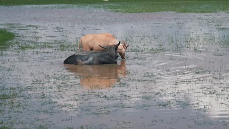 Zwei-Wasserbüffel-In-Einem-Wasserloch