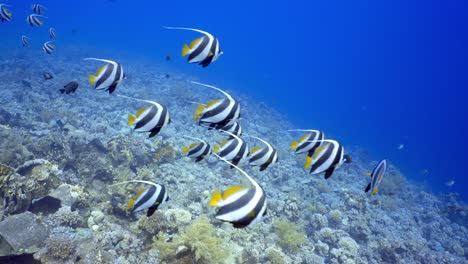 escolarización bannerfish nadando en el arrecife de coral