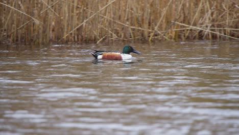 Northern-Shoveler-water-bird-duck-floating-on-river-along-dry-reeds