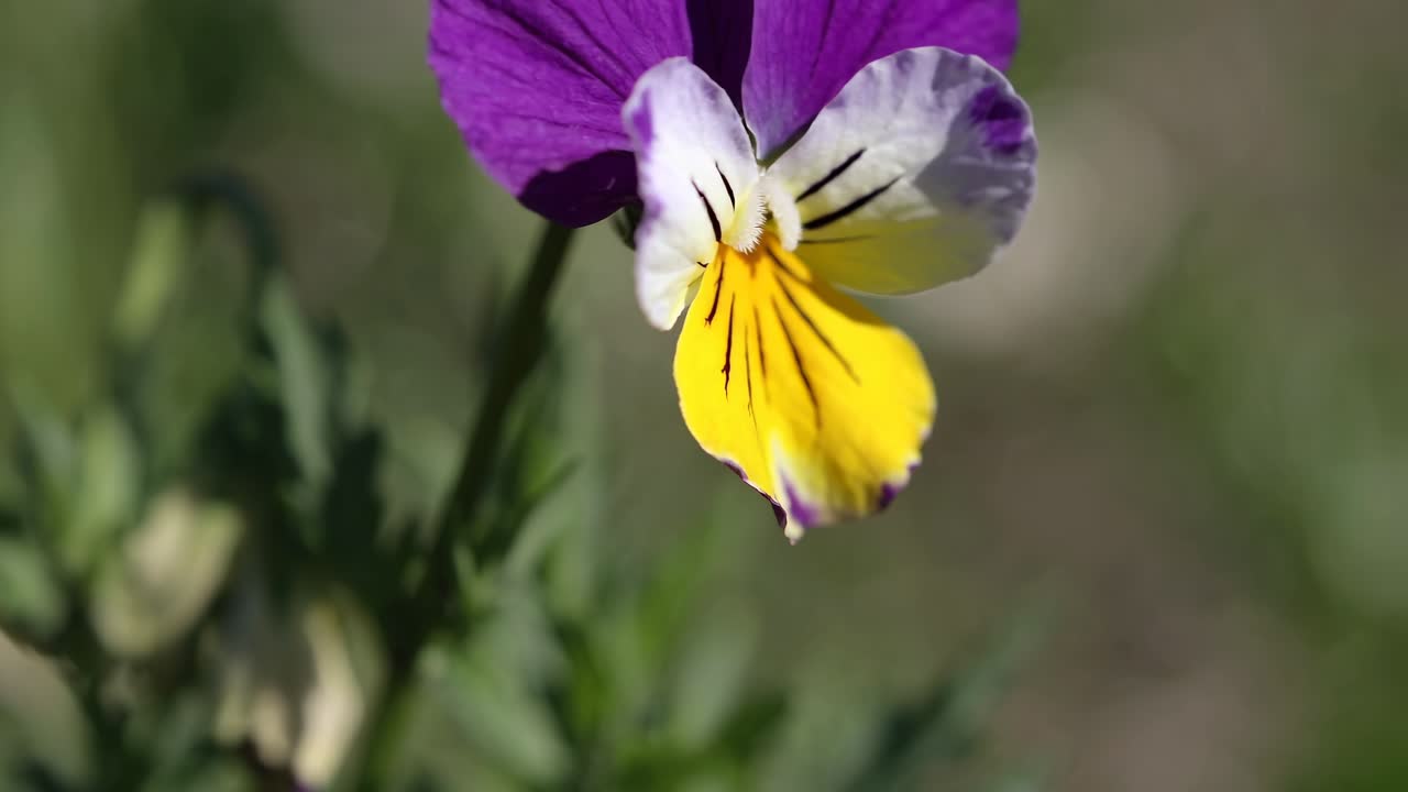 Close-up video of a vibrant purple and yellow flower, captured from a low angle