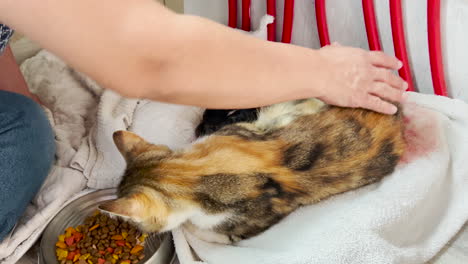 woman pets female calico cat in labor