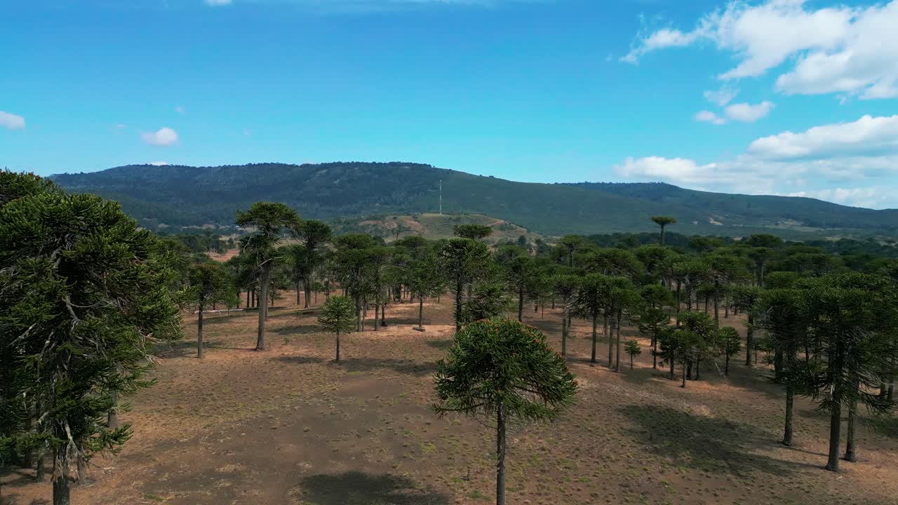 Drone sobrevoando floresta nativa esparsa de araucárias em planície árida com montanhas verdes ao fundo.