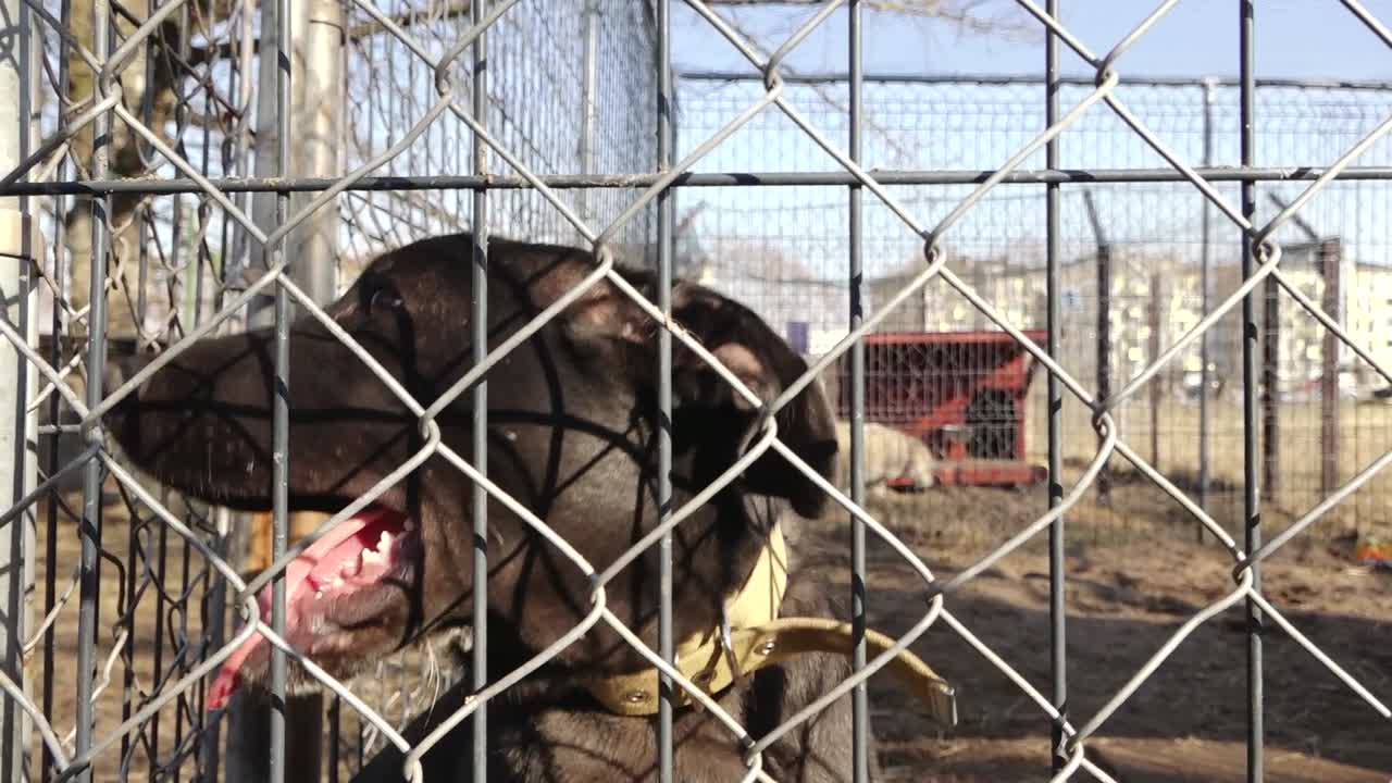 Medium-sized black dog standing inside a fenced enclosure with a small shelter, captured through a chain-link fence in an urban outdoor setting with buildings in the background