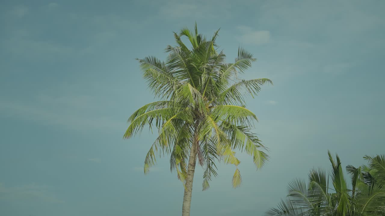 Palm tree slowly swaying in gentle sea breeze on tropical island