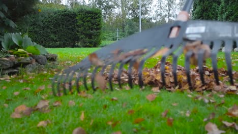 close up slow motion footage of a person raking leaves in a pile on green grass during a cloudy late summer or early autumn day