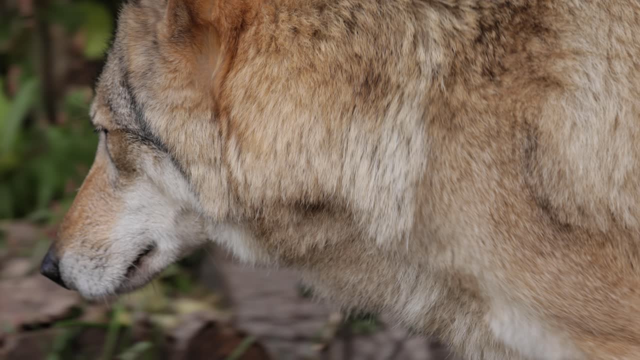 el lobo (canis lupus), también conocido como el lobo gris, es el miembro más grande existente de la familia de los canidos. los lobos son el miembro salvaje más grande de la familia de los perros.
