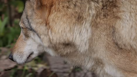 El-Lobo-(Canis-Lupus),-También-Conocido-Como-Lobo-Gris,-Es-El-Miembro-Más-Grande-De-La-Familia-Canidae.-Los-Lobos-Son-El-Miembro-Salvaje-Más-Grande-De-La-Familia-De-Los-Perros.