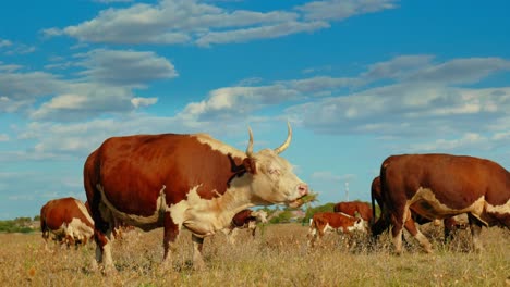 este idílico entorno rural refleja la simple belleza de la naturaleza y la tranquila armonía de la vida agrícola, donde las vacas se mueven tranquilamente, disfrutando de su día al sol.