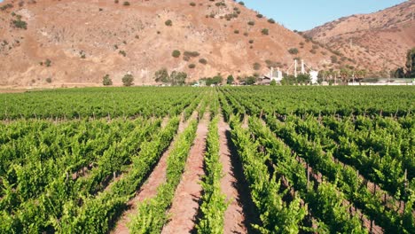 Flyover-Maipo-Valley-Linned-vineyards-with-the-mountain-in-Background,-Chilean-viticulture