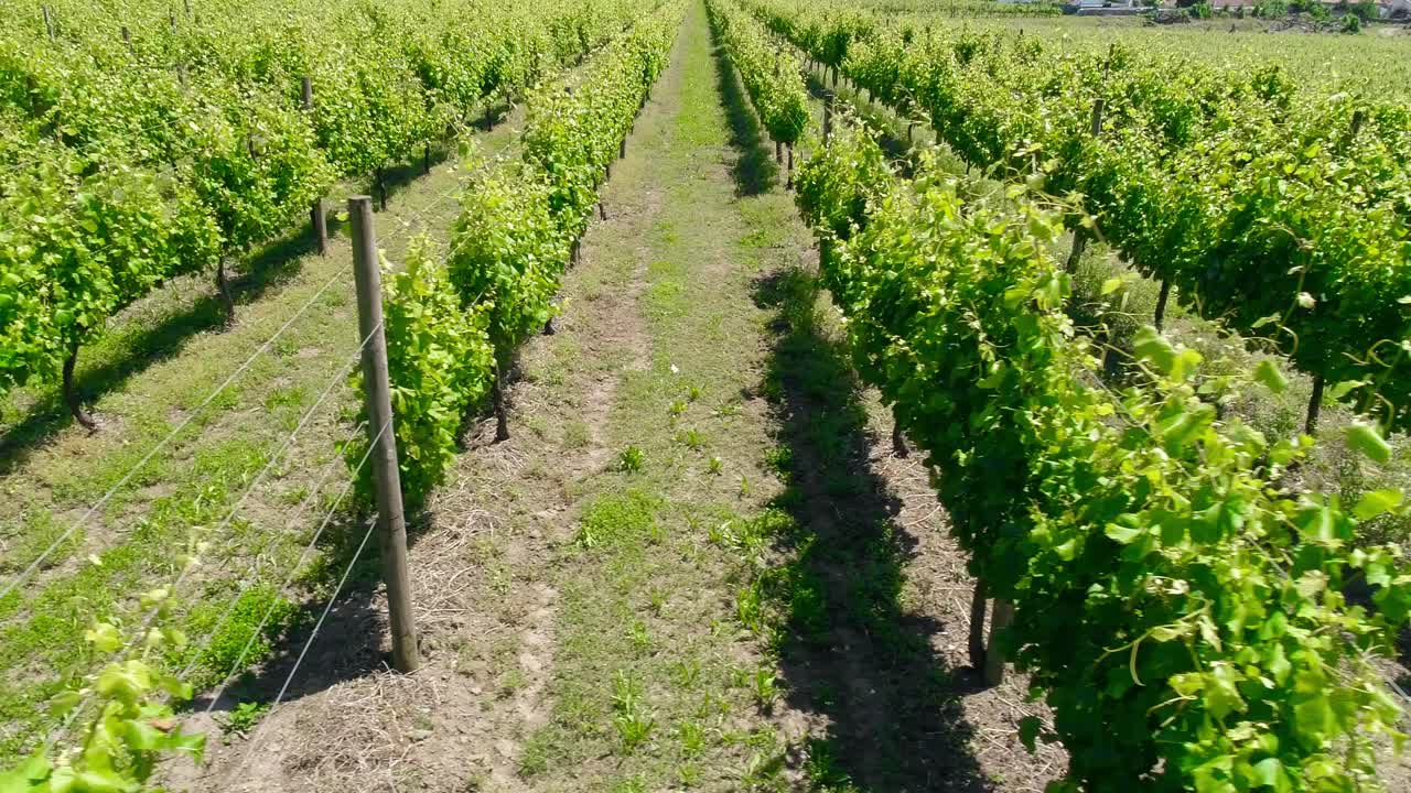 viñedos región vinícola campo de viñedos uvas vid en una plantación vista aérea