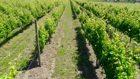 Viñedos-Región-Vinícola-Campo-De-Viñedos-Uvas-Vid-En-Una-Plantación-Vista-Aérea