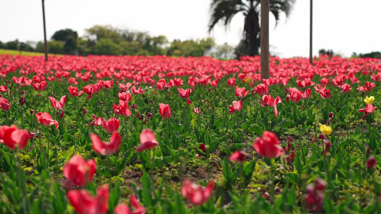 el paisaje de tulipanes rojos en el parque kirishimagaoka