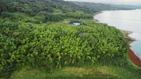 scenic landscape of costa rica central america beauty with palm tree jungle vegetation and lake water